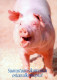 PIGS Animals Vintage Postcard CPSM #PBR753.GB - Cochons