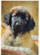 PERRO Animales Vintage Tarjeta Postal CPSM #PAN826.ES - Dogs