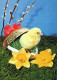 PASCUA POLLO HUEVO Vintage Tarjeta Postal CPSM #PBP118.ES - Easter