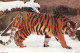 CPM... ANIMAUX....TIGRE DANS LA NEIGE... ♥♥♥ - Tigres