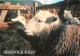 Animaux - Moutons - Royaume-Uni - Herdwick Sheep , Lake District - CPM - Etat Pli Visible- UK - Voir Scans Recto-Verso - Sonstige & Ohne Zuordnung