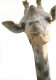 Animaux - Girafes - Carte Publicitaire Deloitte - Carte Neuve - CPM - Voir Scans Recto-Verso - Jirafas