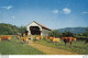 US POSTCARD In True Vermont Fashion Even Cows Have The Casual Use Of Covered Bridges.Color Photo By George French - Kühe