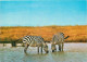 Animaux - Zèbres - Zebra Bohmova - CPM - Carte Neuve - Voir Scans Recto-Verso - Cebras