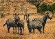 Animaux - Zèbres - Zèbres De Burchell - CPM - Carte Neuve - Voir Scans Recto-Verso - Cebras