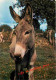 Animaux - Anes - Carte Humoristique - CPM - Voir Scans Recto-Verso - Donkeys