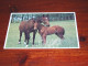 75903-               PAARDEN / HORSE / HORSES / PFERDE / CAVALLI / CHEVAUX / CABALLOS - Horses