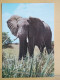 KOV 506-59 - ELEPHANT, OLIFANT - Elefanten