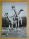 KOV 506-54 - GIRAFFE, ZOO PARK BERLIN - Autres & Non Classés