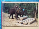 KOV 506-56 - ELEPHANT, OLIFANT, THAILAND - Elephants