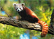 Animaux - Panda Roux - Zoo De La Flèche - CPM - Carte Neuve - Voir Scans Recto-Verso - Andere & Zonder Classificatie