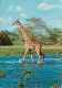 Animaux - Girafes - Giraffe Crossing River - Voir Timbre Du Kenya - CPM - Voir Scans Recto-Verso - Girafes