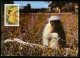 Delcampe - Mk Bhutan Maximum Card 1984 MiNr 840 | Endangered Species. Golden Langur. WWF #max-0096 - Bhutan
