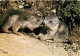 Animaux - Marmottes - CPM - Voir Scans Recto-Verso - Autres & Non Classés