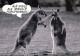 KANGAROO Tier Vintage Ansichtskarte Postkarte CPSM #PBS929.A - Sonstige & Ohne Zuordnung