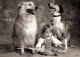 CHIEN Animaux Vintage Carte Postale CPSM #PBQ481.A - Dogs