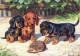 CANE Animale Vintage Cartolina CPSM #PBQ365.A - Dogs