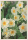 FLOWERS Vintage Ansichtskarte Postkarte CPSM #PAR088.DE - Flowers