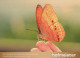 FARFALLA Animale Vintage Cartolina CPSM #PBS427.IT - Papillons