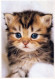 GATTO KITTY Animale Vintage Cartolina CPSM #PBQ855.IT - Cats