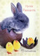 PÂQUES LAPIN Vintage Carte Postale CPSM #PBO495.FR - Pasqua