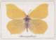 BUTTERFLIES Animals Vintage Postcard CPSM #PBS423.GB - Papillons