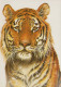 TIGER Animals Vintage Postcard CPSM #PBS044.GB - Tigres