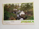 D202877     CPM  AK - JAMAICA Gut River Manchester - Jamaica