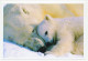 Delcampe - Postal Stationery China 2006 Polar Bear - Expéditions Arctiques