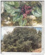 CYPRUS - Flowers, Cyclamen/Golden Oak, Collector"s Cards No 12-13, Tirage 850, 06/06, Mint - Cipro