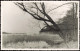 Schmöckwitz-Berlin Seddinsee Uferpartie Mit Baum 1950 Privatfoto Foto - Schmoeckwitz