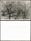 Foto Schmargendorf-Berlin Baumblüte 1950 Privatfoto Foto - Schmargendorf