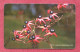 Turkey- Turktelekom- Flower Of Turkey- Phone Card Used By 100 Units Exp. 2005- - Turkije