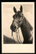 AK Portrait Eines Reitpferdes  - Paardensport