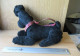 LADE  2000 -0606- Poedel, 1960. - Pluche Dier - 1960-1970 - Caniche - Animal En Peluche - 26 X 17 Cm - Other & Unclassified