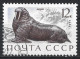 Russia 1971. Scott #3885 (U) Sea Mammal, Walrus - Used Stamps