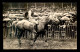 SPORTS - HIPPISME - WATERFORD MONTE PAR HEAD - CHEVAL - Horse Show