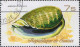 Delcampe - Guinée (Rep) Poste Obl Yv: 581/589 Coquillages De Guinée (Beau Cachet Rond) - Schalentiere