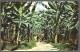 (PAN)  CP FF-324- The Banana Plantations+horsemans,Puerto Armuelles Prov.de Chiriqui Rep.de Panama.unused - Panamá