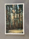 Seven Sisters Stanley Park Vancouver Carte Postale Postcard - Vancouver