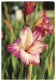 Pink & White Gladiolus, Soviet Russia USSR 1968 3Kop Stamped Stationery Card Postcard Unused - 1960-69