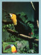 Carte Maximum 2003 - Oiseaux D'Outremer - Le Toucan Ariel - YT 3549 - 973 Matoury - 2000-2009