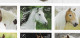 USA 2024 MiNr. XXXXBB Etats-Unis United States Mammals, Horses Imperf ND M\sh MNH  **  50.00 € - Unused Stamps