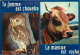 Animaux - Vaches - Carte à Message Humoristique - Chouette - CPM - Voir Scans Recto-Verso - Cows