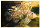 Animaux - Poissons - Aquarium De La Rochelle - 21 - Rascasse Volante - Lion Fish - CPM - Voir Scans Recto-Verso - Vissen & Schaaldieren