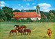 Ansichtskarte Bad Bevensen Kloster Medingen, Pferde Auf Der Weide 1985 - Bad Bevensen