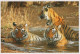 TIGER BIG CAT Animals Vintage Postcard CPSM Unposted #PAM031.A - Tigers