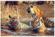 TIGER BIG CAT Animals Vintage Postcard CPSM Unposted #PAM031.A - Tigers