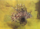 ANIMAL, FISH, SEA MUSEUM, LIONFISH (PTEROIS VOLITANS), GERMANY, POSTCARD - Poissons Et Crustacés