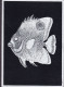 United Kingdom PPC A Tropical Fish Fisch Poisson Silver On Black Background (2 Scans) - Fish & Shellfish